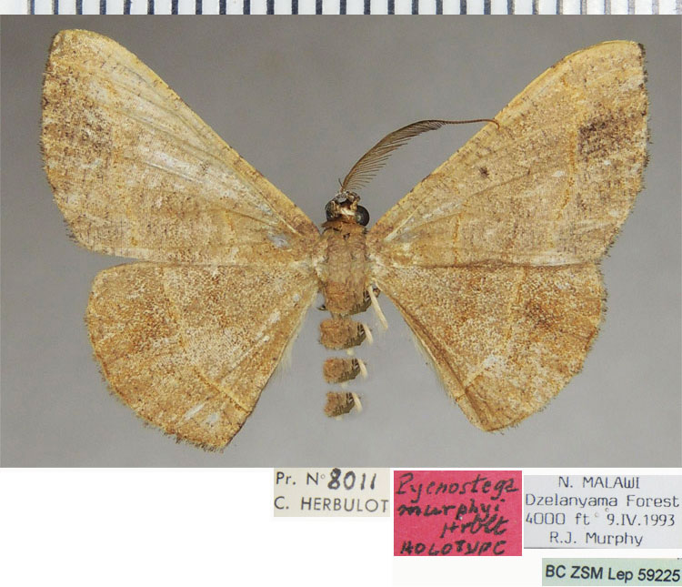 /filer/webapps/moths/media/images/M/murphyi_Pycnostega_HT_ZSMa.jpg