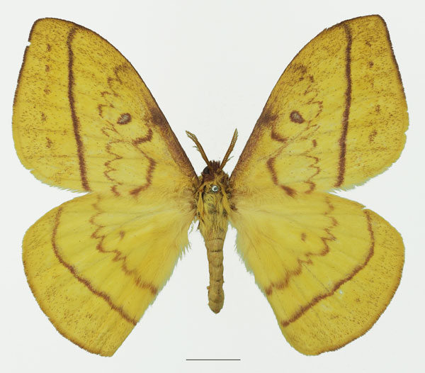 /filer/webapps/moths/media/images/M/murphyi_Tagoropsiella_AM_Basquina.jpg