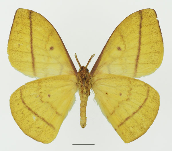 /filer/webapps/moths/media/images/M/murphyi_Tagoropsiella_AM_Basquinb.jpg