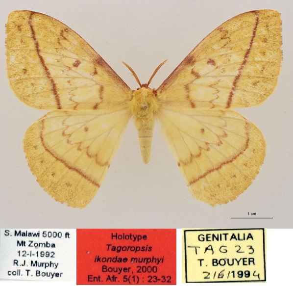 /filer/webapps/moths/media/images/M/murphyi_Tagoropsiella_HT_RBINS_01.jpg