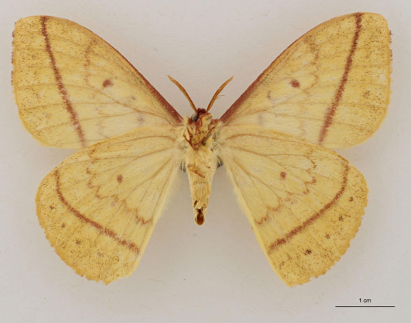 /filer/webapps/moths/media/images/M/murphyi_Tagoropsiella_HT_RBINS_02.jpg