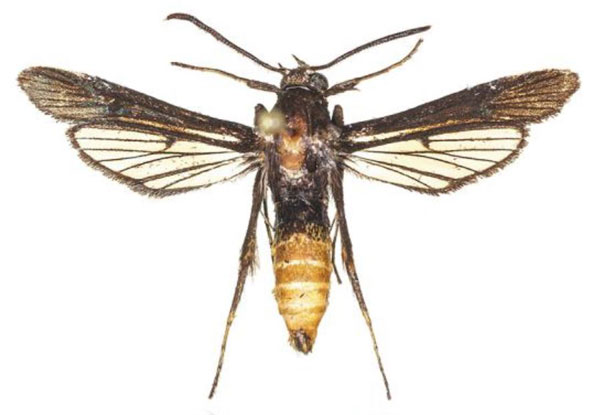 /filer/webapps/moths/media/images/M/murzini_Proaegeria_HT_COGMa.jpg