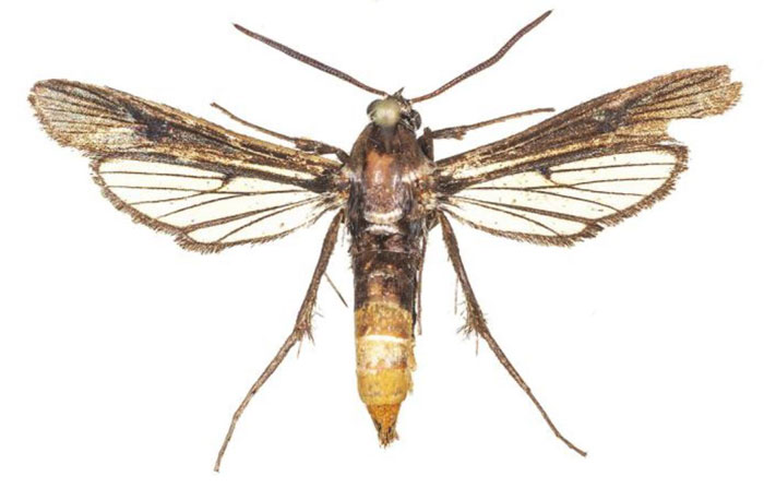 /filer/webapps/moths/media/images/M/murzini_Proaegeria_PTF_COGM.jpg