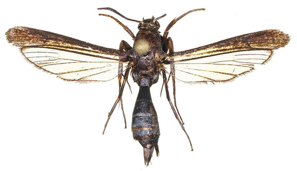 /filer/webapps/moths/media/images/M/murzini_Similipepsis_HT_COGMa.jpg