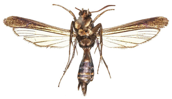 /filer/webapps/moths/media/images/M/murzini_Similipepsis_HT_COGMb.jpg