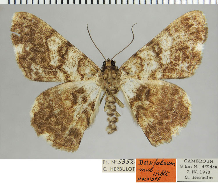 /filer/webapps/moths/media/images/M/mus_Dorsifulcrum_HT_ZSMa.jpg