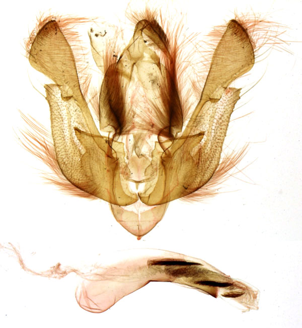 /filer/webapps/moths/media/images/M/musakensis_Leucania_GMHT_MNHN_1005.jpg