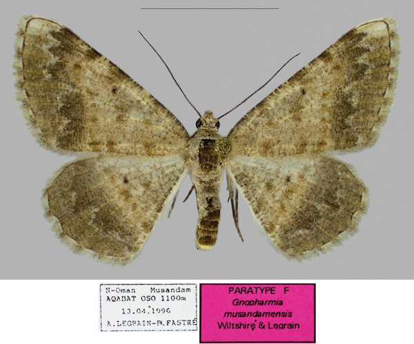 /filer/webapps/moths/media/images/M/musandamensis_Gnopharmia_PTF_RBINSa.jpg