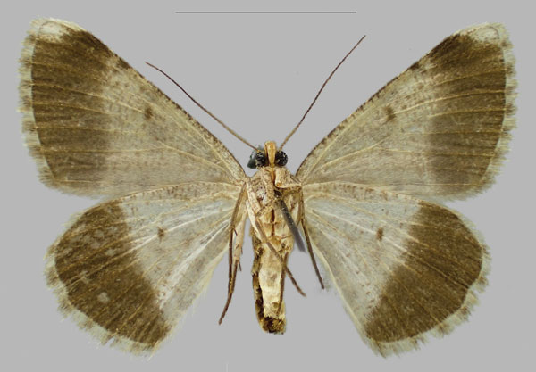 /filer/webapps/moths/media/images/M/musandamensis_Gnopharmia_PTF_RBINSb.jpg