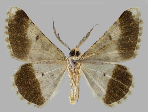 /filer/webapps/moths/media/images/M/musandamensis_Gnopharmia_PTM_RBINSb.jpg