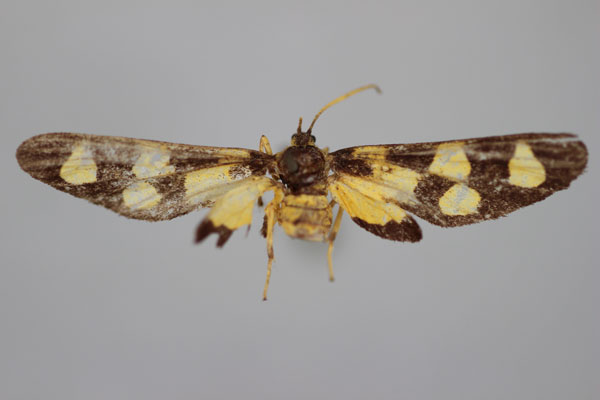 /filer/webapps/moths/media/images/M/muscella_Maculonaclia_HT_BMNH.jpg