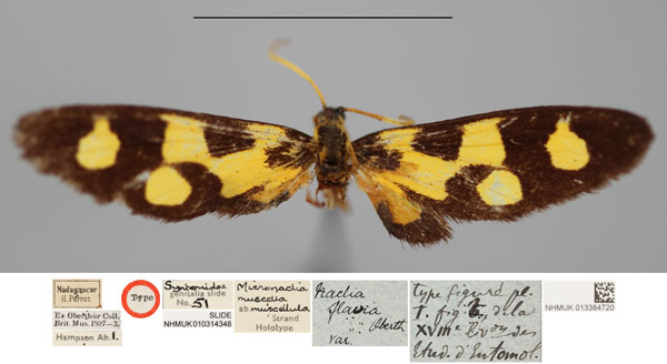 /filer/webapps/moths/media/images/M/muscellula_Micronaclia_HT_NHMUKa.jpg