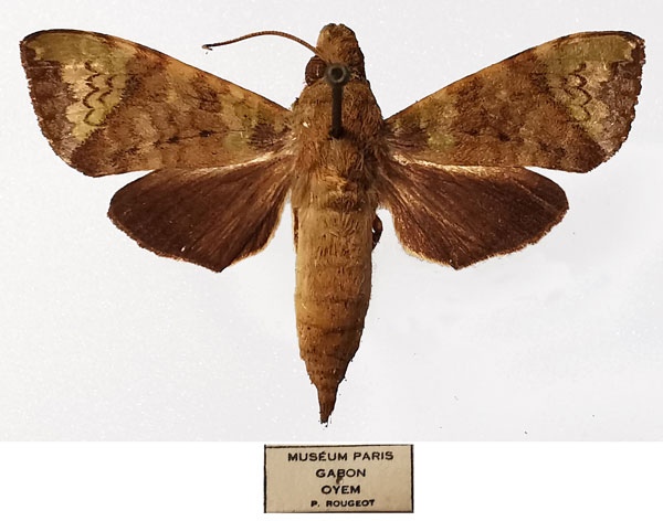 /filer/webapps/moths/media/images/M/muscosa_Antinephele_AM_MNHNa.jpg