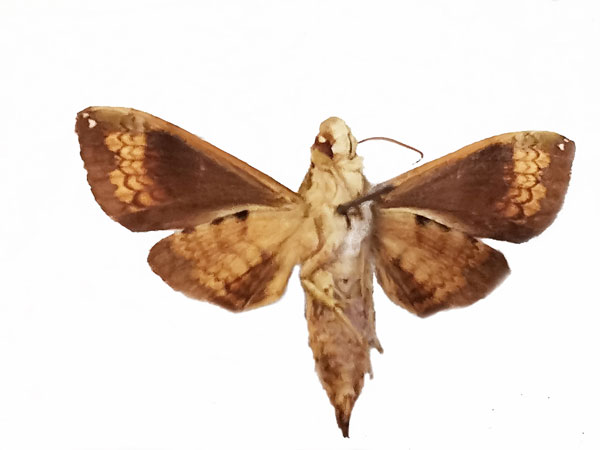 /filer/webapps/moths/media/images/M/muscosa_Antinephele_AM_MNHNb.jpg