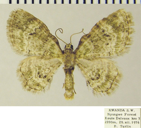 /filer/webapps/moths/media/images/M/muscosa_Chloroclystis_AM_ZSMa.jpg