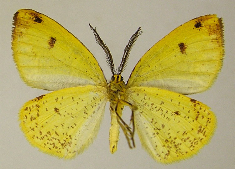 /filer/webapps/moths/media/images/M/muscosa_Hylemera_PTM_ZSMb.jpg