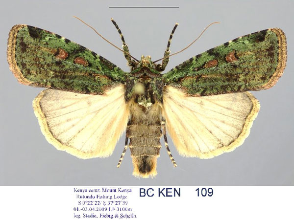 /filer/webapps/moths/media/images/M/muscosa_Mentaxya_AM_Stadie.jpg
