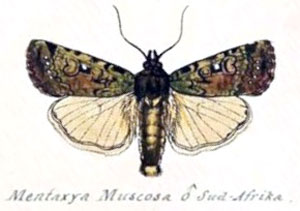 /filer/webapps/moths/media/images/M/muscosa_Mentaxya_HT_Geyer_829a.jpg