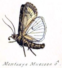 /filer/webapps/moths/media/images/M/muscosa_Mentaxya_HT_Geyer_829b.jpg