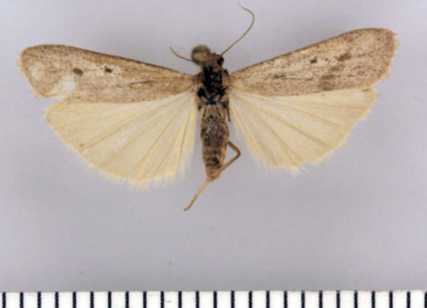 /filer/webapps/moths/media/images/M/musculus_Entephrilema_HT_TMSA.jpg