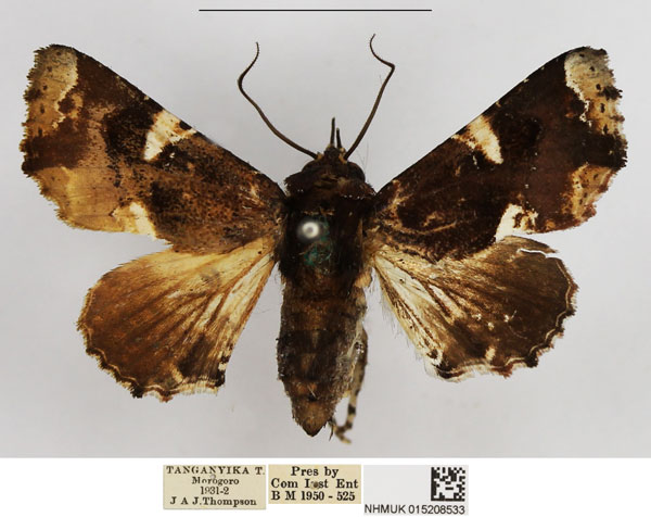 /filer/webapps/moths/media/images/M/musicalis_Eutelia_AF_NHMUK.jpg