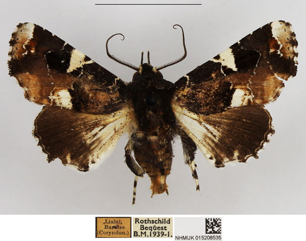 /filer/webapps/moths/media/images/M/musicalis_Eutelia_AM_NHMUK.jpg