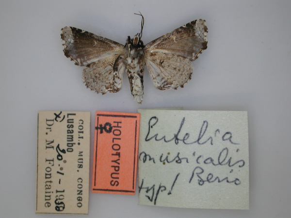 /filer/webapps/moths/media/images/M/musicalis_Eutelia_HT_RMCA_02.jpg