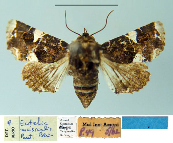 /filer/webapps/moths/media/images/M/musicalis_Eutelia_PT_MSNM.jpg
