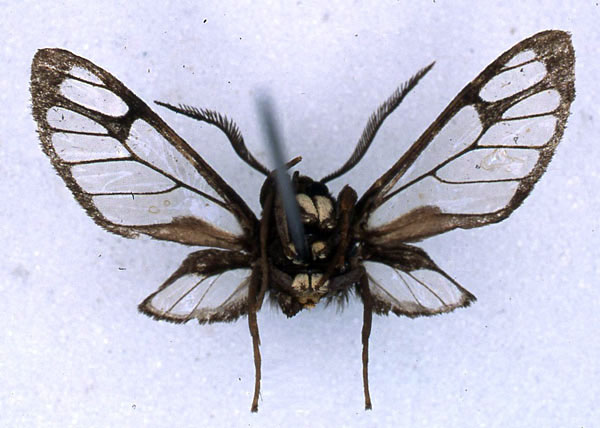 /filer/webapps/moths/media/images/M/musiforme_Pseudodiptera_HT_BMNH02.jpg