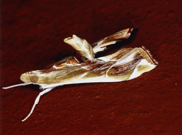 /filer/webapps/moths/media/images/M/musivalis_Agathodes_A_Roland_11.jpg