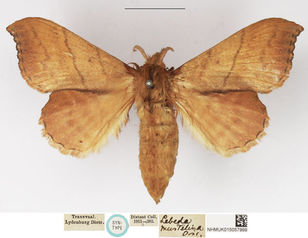 /filer/webapps/moths/media/images/M/mustelina_Lebeda_STF_NHMUK.jpg