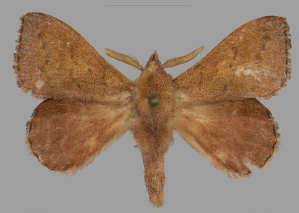 /filer/webapps/moths/media/images/M/mustelina_Leipoxais_AM_Mueller.jpg