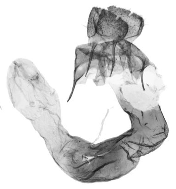 /filer/webapps/moths/media/images/M/mutabilis_Asura_GFHT_ZMHB_387-2004.jpg