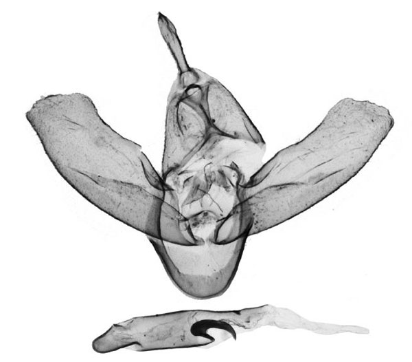 /filer/webapps/moths/media/images/M/mutabilis_Asura_GMPT_BMNH_6052.jpg