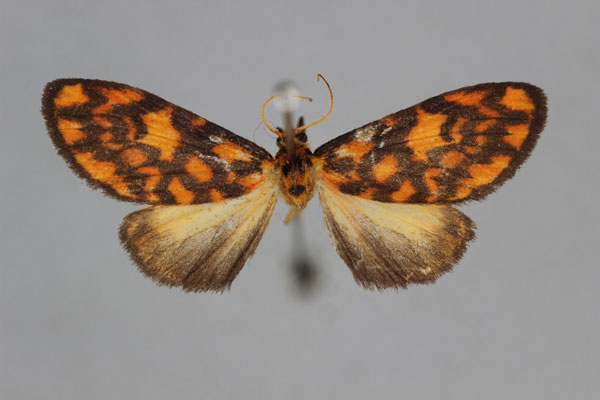 /filer/webapps/moths/media/images/M/mutabilis_Asura_PT_BMNH.jpg