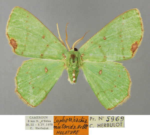 /filer/webapps/moths/media/images/M/mutanda_Lophorrhachia_HT_ZSM_01.jpg