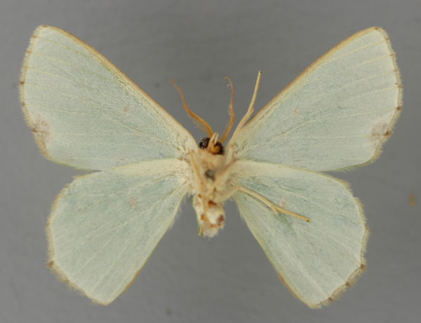 /filer/webapps/moths/media/images/M/mutanda_Lophorrhachia_HT_ZSM_02.jpg