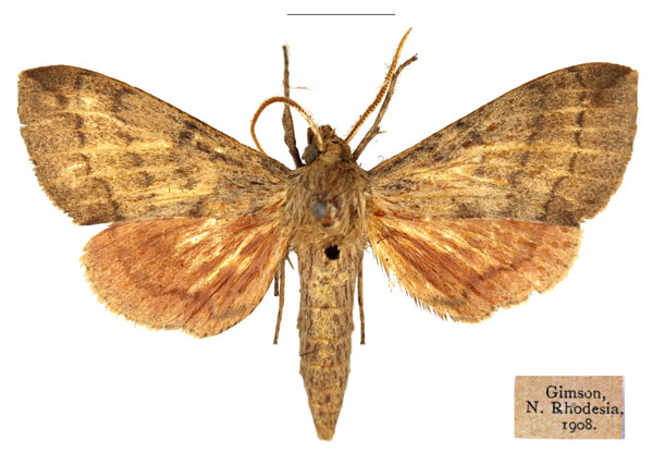 /filer/webapps/moths/media/images/M/mutata_Pseudandriasa_AM_RBINS_02.jpg