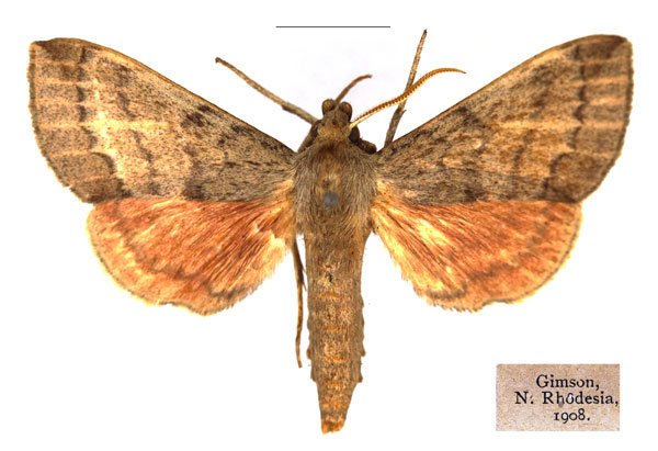 /filer/webapps/moths/media/images/M/mutata_Pseudandriasa_AM_RBINS_03.jpg