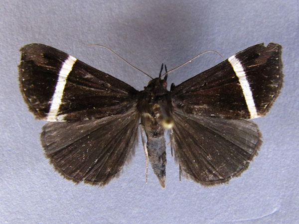 /filer/webapps/moths/media/images/M/mutilata_Dichromia_A_Baron_01.jpg