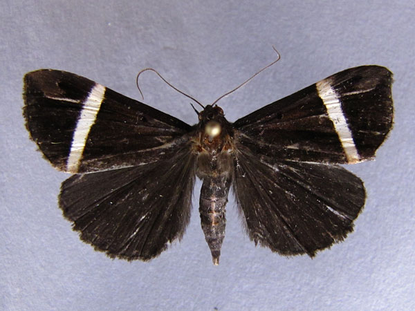 /filer/webapps/moths/media/images/M/mutilata_Dichromia_A_Baron_02.jpg