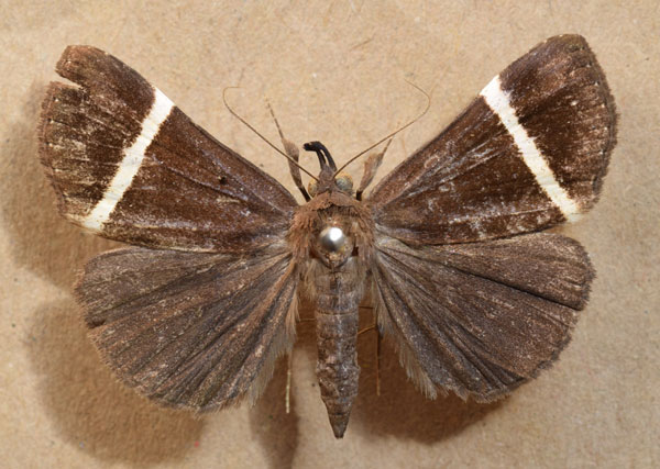 /filer/webapps/moths/media/images/M/mutilata_Dichromia_A_Butler.jpg