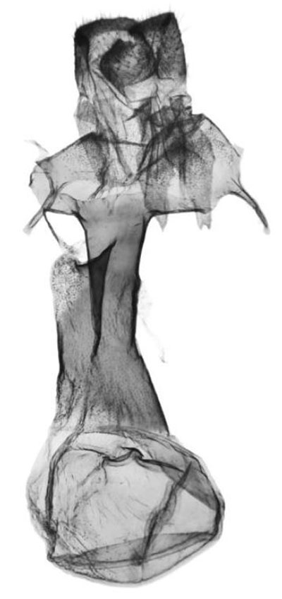/filer/webapps/moths/media/images/M/mutinondo_Tumicla_GFPT_ANHRT.jpg