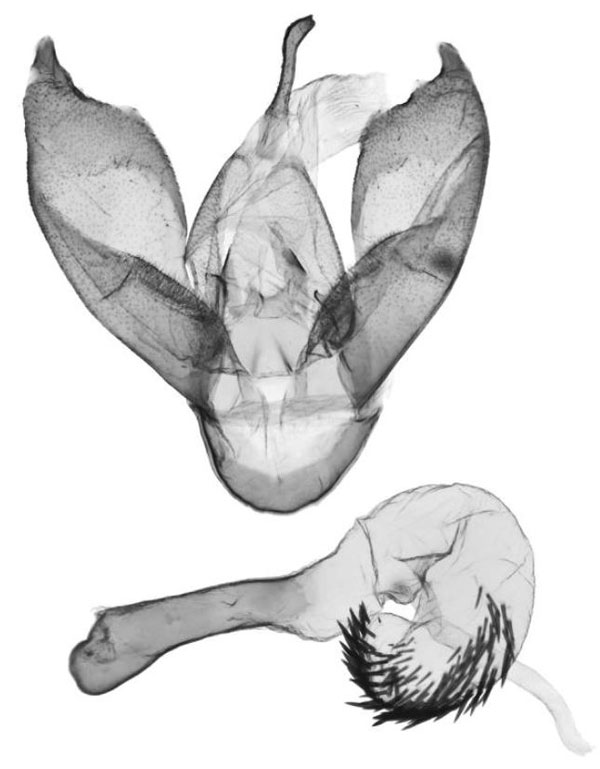 /filer/webapps/moths/media/images/M/mutinondo_Tumicla_GMHT_ANHRT.jpg