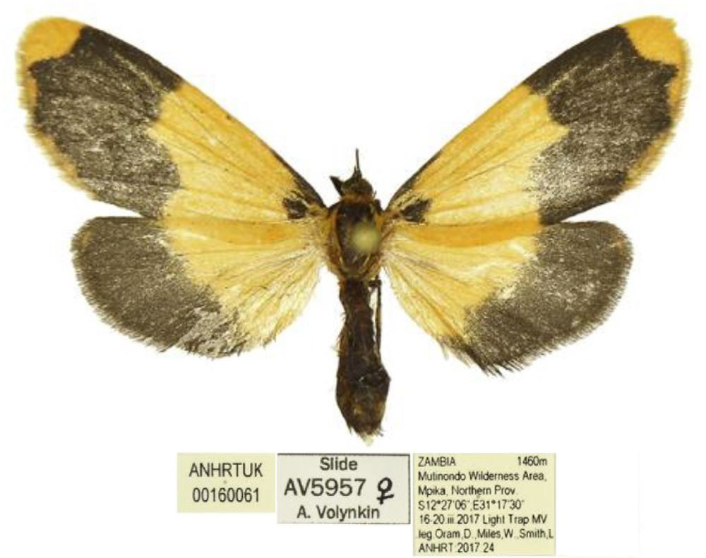 /filer/webapps/moths/media/images/M/mutinondo_Tumicla_PTF_ANHRT.jpg