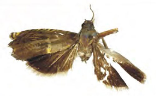 /filer/webapps/moths/media/images/M/mutsorae_Grapholita_HT_RMCA.jpg