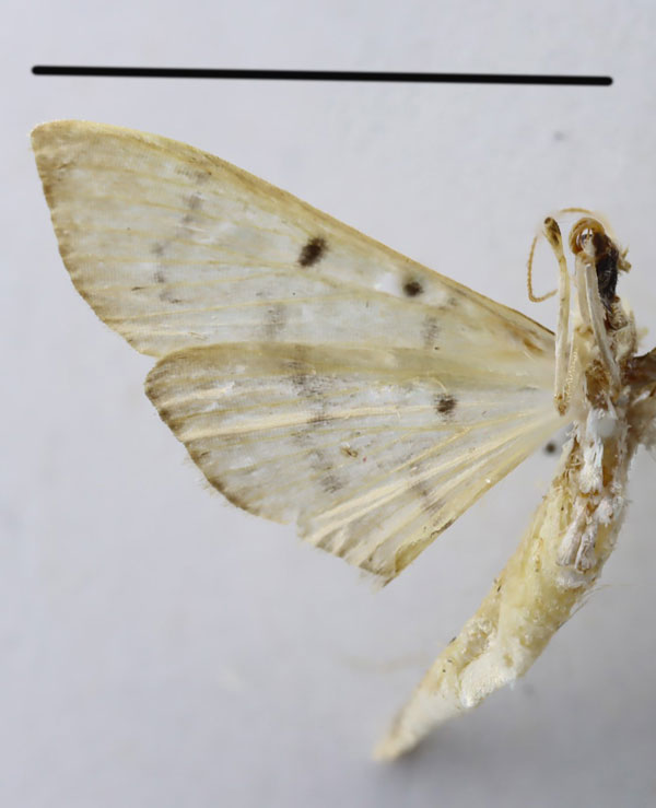 /filer/webapps/moths/media/images/M/mutualis_Herpetogramma_AM_ZSMb.jpg