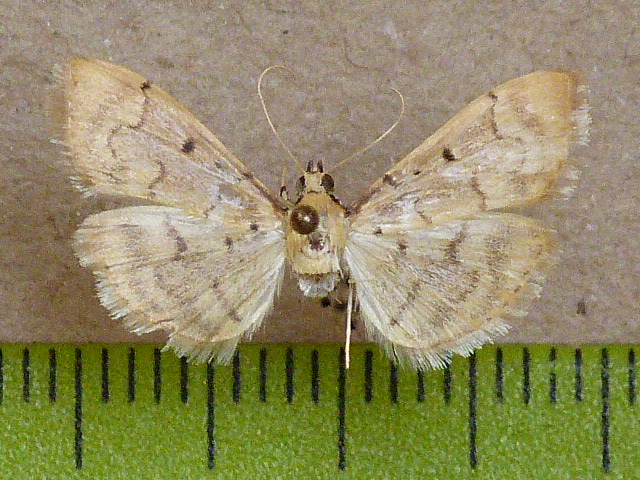/filer/webapps/moths/media/images/M/mutualis_Herpetogramma_A_Butler.JPG