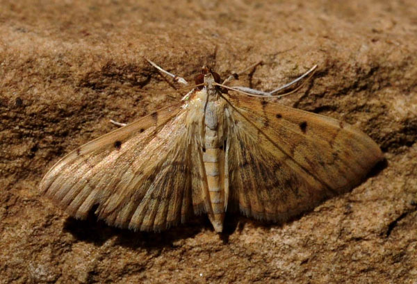 /filer/webapps/moths/media/images/M/mutualis_Herpetogramma_A_King.jpg