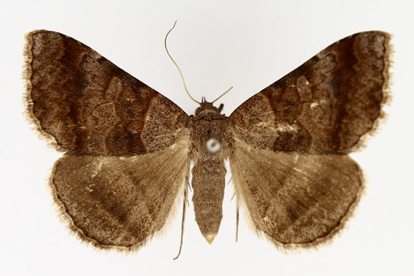 /filer/webapps/moths/media/images/M/mutuaria_Mocis_AF_TMSA_02.jpg